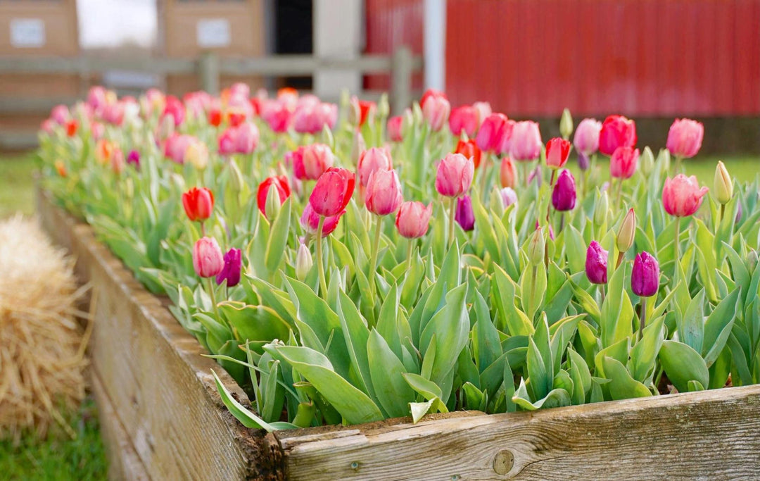 Bed of spring-blooming tulips planted in a wooden raised garden bed