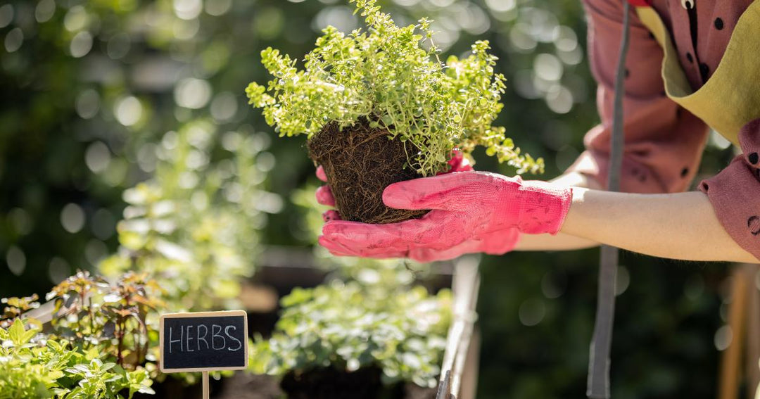 Sustainable Gardening | 10 Eco-friendly Tips