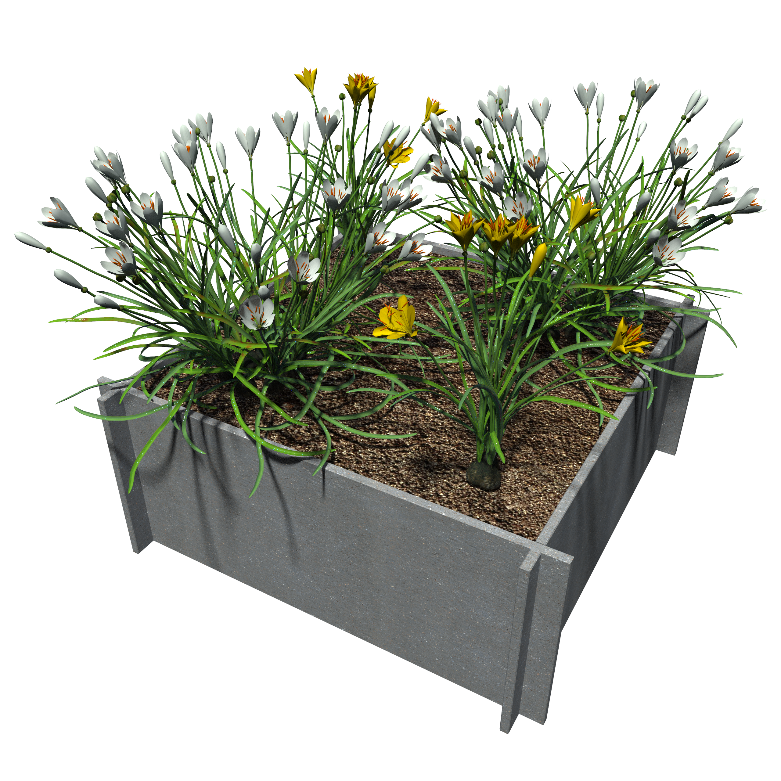 Raised Garden Beds