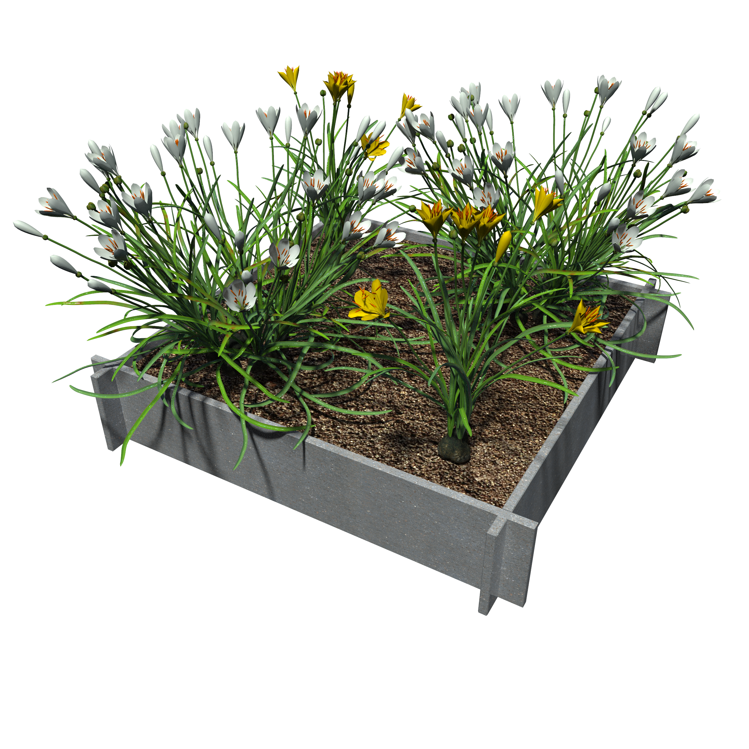 Raised Garden Beds